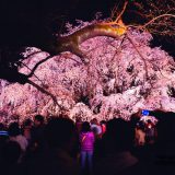 六義園シダレザクラ夜桜撮影
