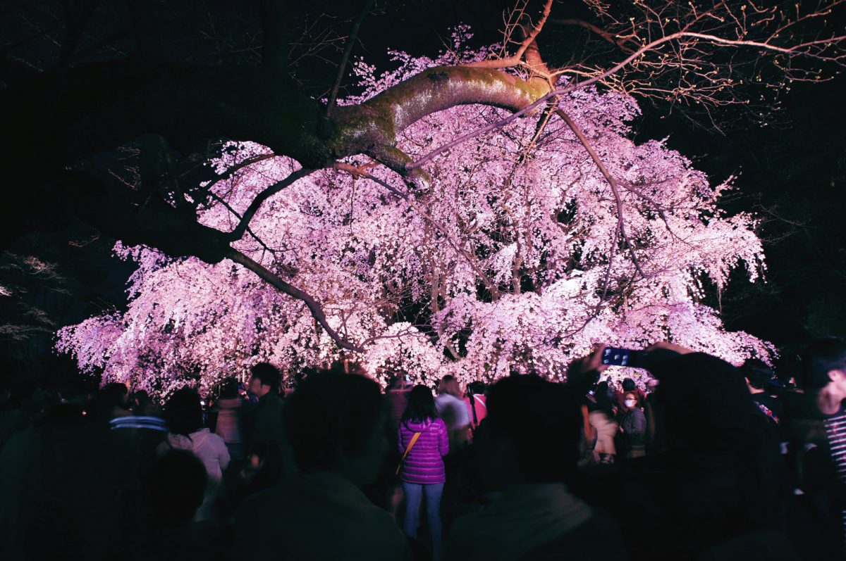 六義園夜桜